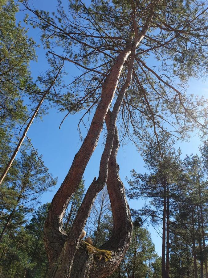 Skrawek Nieba Borsk Villa Exteriör bild